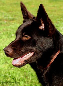 Kelpie
