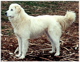 Maremma Sheepdog
