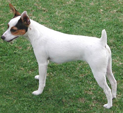 Tenterfield Terrier