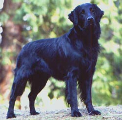 Flat_Coated_Retriever
