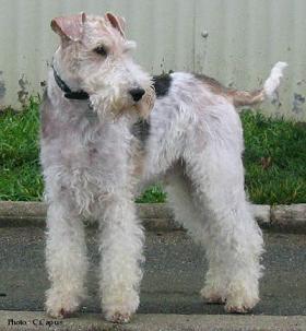Fox Terrier