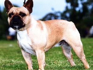 French Bulldog