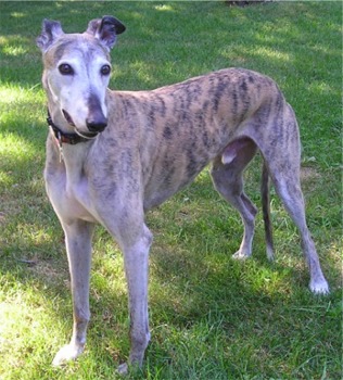 Greyhound