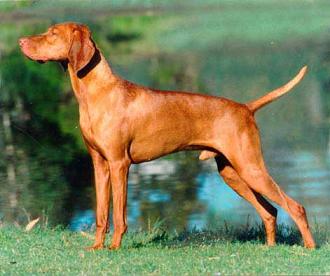 Hungarian Vizsla
