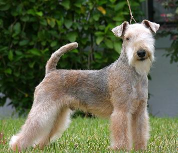Lakeland Terrier