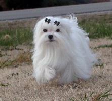 Maltese