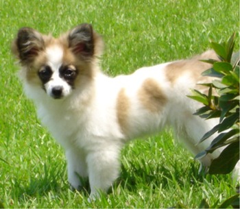 Papillon