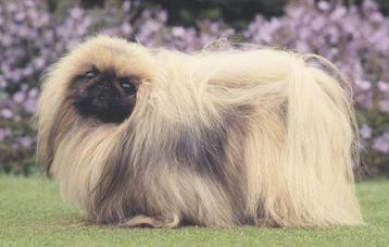 Pekingese