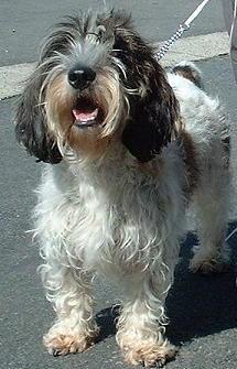 Petit Basset Griffon 