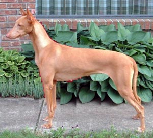 Pharaoh Hound