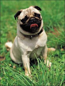 Pug