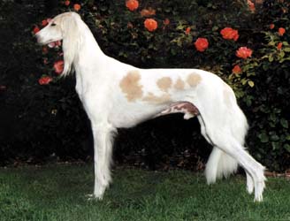 Saluki