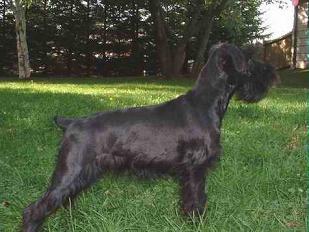 Schnauzer