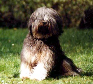 Tibetan Terrier