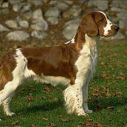Welsh Springer Spaniel