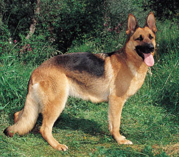 german shepherd