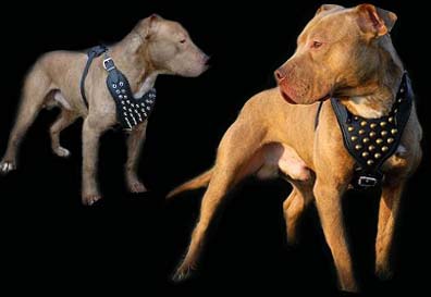 best collar for pitbull puppy